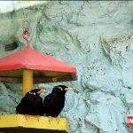عکس باغ پرندگان مشهد