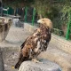 عقاب باغ پرندگان مشهد