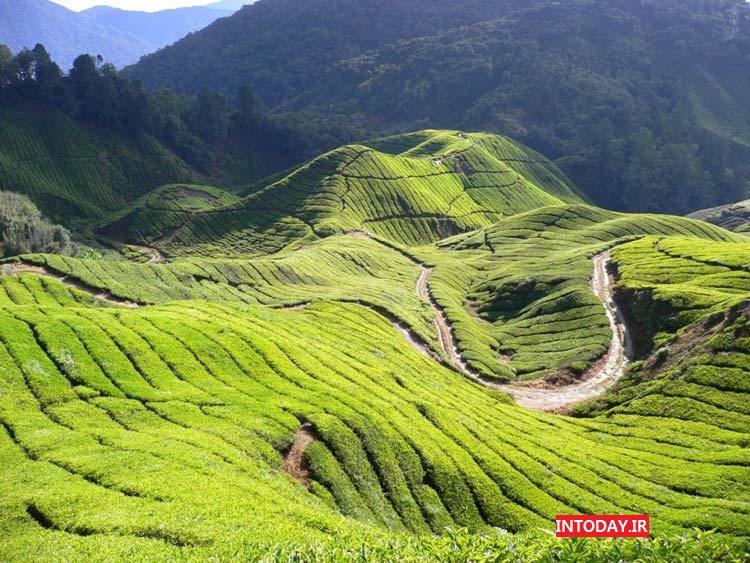 ارتفاعات کامرون مالزی | مزارع چای مالزی