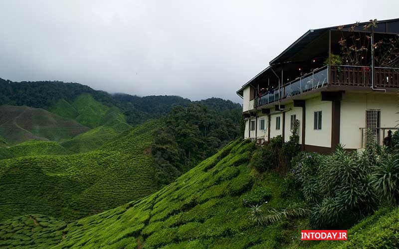 ارتفاعات کامرون مالزی | مزارع چای مالزی