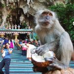 معبد باتو کیوز مالزی - غار میمون های کوالالامپور