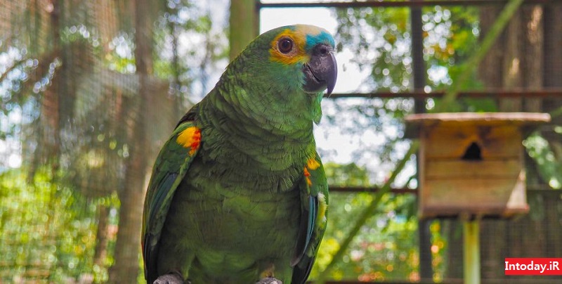 باغ پرندگان کوالالامپور | Kuala Lumpur Bird Park