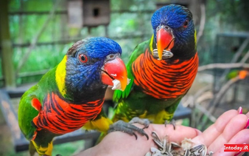 باغ پرندگان کوالالامپور | Kuala Lumpur Bird Park