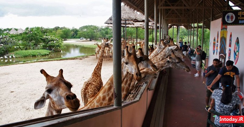 Ø¨Ø§Øº ÙØ­Ø´ Ø³Ø§ÙØ§Ø±Û ÙØ±ÙØ¯ Ø¨Ø§ÙÚ©ÙÚ© | Safari World Bangkok