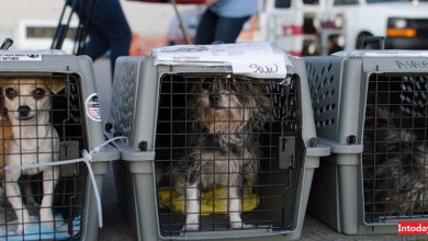 قوانین حمل حیوانات خانگی در هواپیما