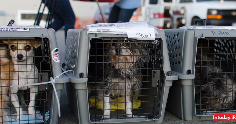 قوانین حمل حیوانات خانگی در هواپیما