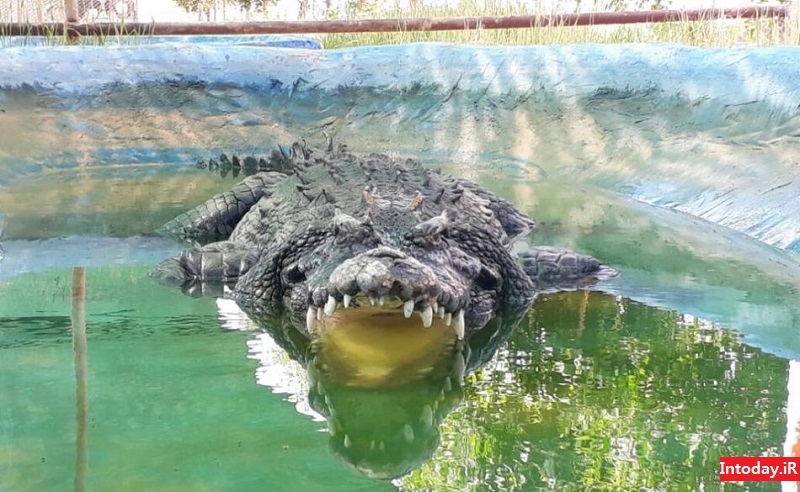 Ù¾Ø§Ø±Ú© Ú©Ø±ÙÚ©ÙØ¯ÛÙ ÙØ´Ù ÙÙÙ¾Ú© | Qeshm Crocodile Park