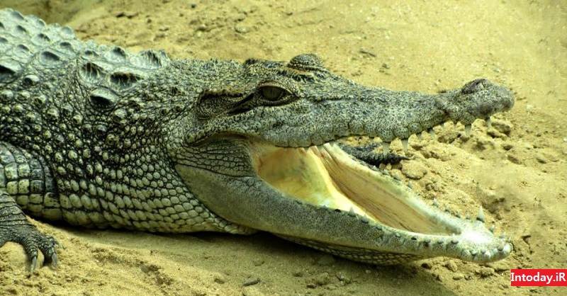 پارک کروکودیل قشم نوپک | Qeshm Crocodile Park