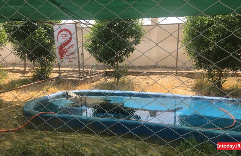 پارک کروکودیل قشم نوپک | Qeshm Crocodile Park