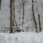 جنگل النگدره در زمستان