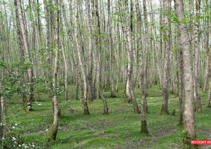 تصاویر پارک جنگلی گیسوم تالش گیلان