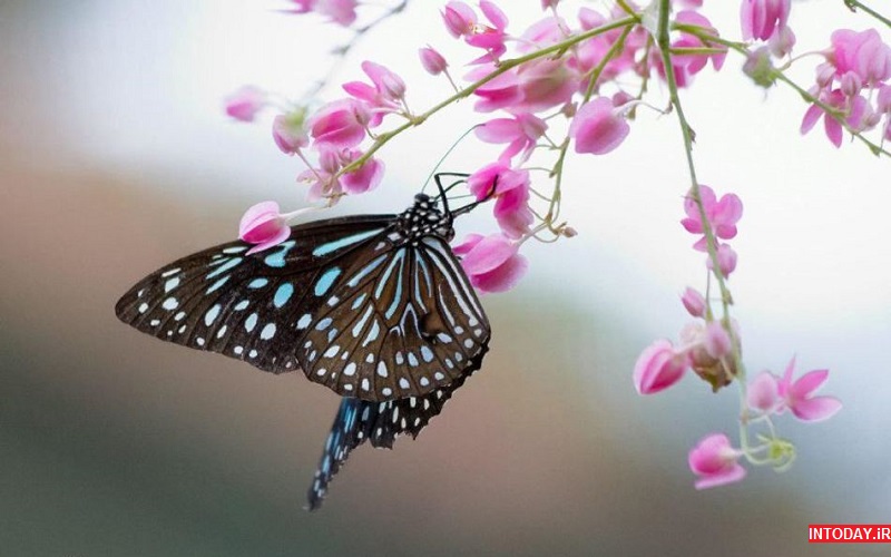 تصاویر پارک پروانه مالزی