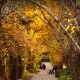 پارک جمشیدیه از لوکیشن عکاسی پاییزی در تهران