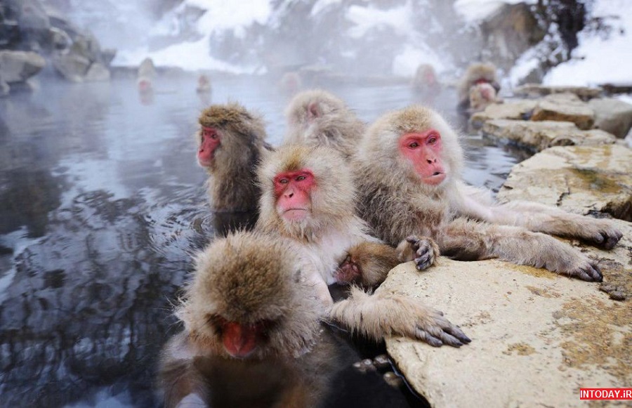 تصاویر پارک میمون جیگوکودانی ژاپن