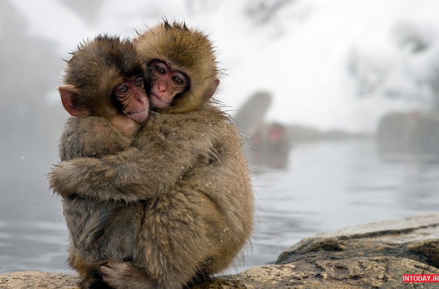 تصاویر پارک میمون جیگوکودانی ژاپن