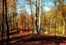 کمپ در جنگل راش سوادکوه مازندران