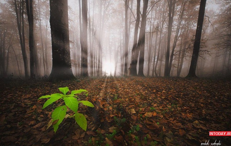تصاویر جنگل راش سوادکوه مازندران