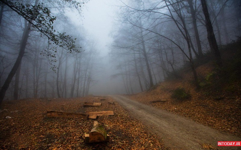 تصاویر جنگل راش سوادکوه مازندران