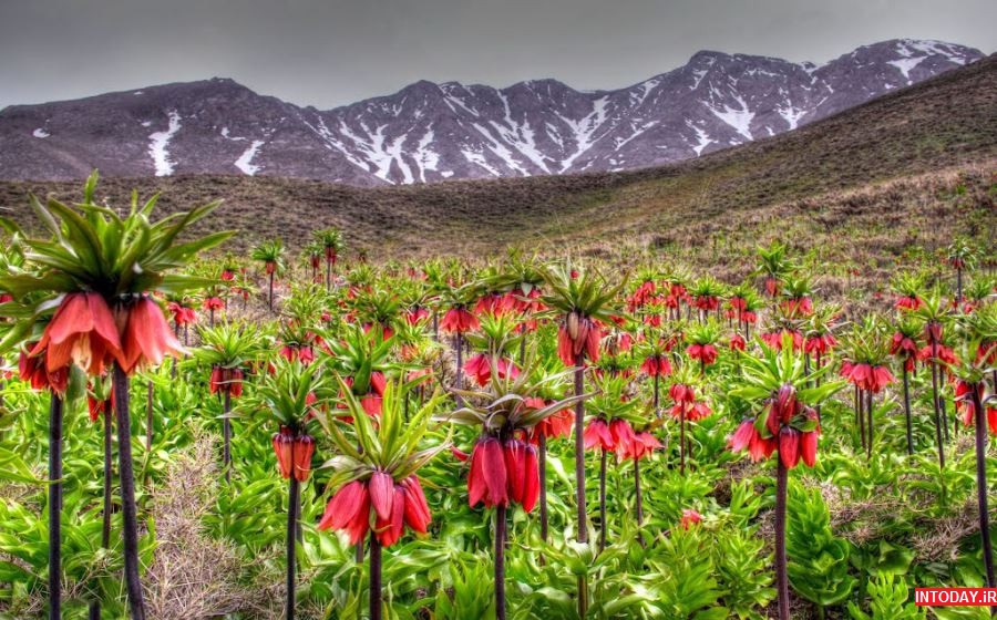 عکس گلستان کوه خوانسار
