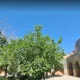 درختان شبستان مسجد امام اصفهان