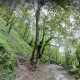 جنگل نوردی در قلعه رودخان