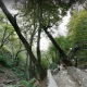 مسیر پیاده روی جنگلی آبشار کبودوال