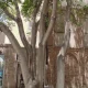 درخت کهنسال خانه توکلی مشهد