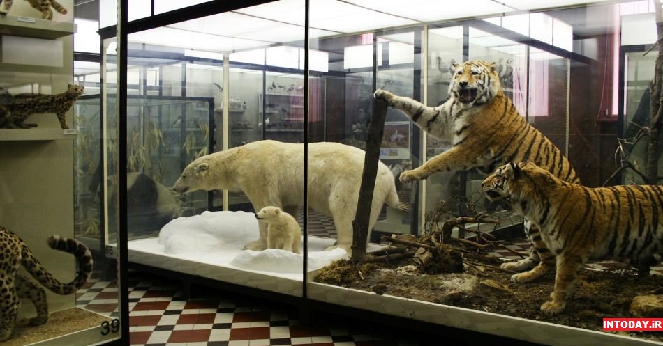 موزه جانورشناسی مسکو