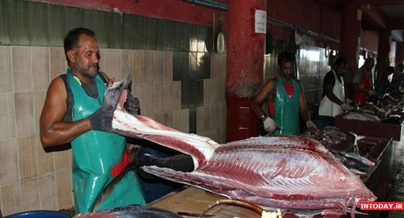 بازار ماهی مالدیو