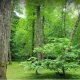 پارک جنگلی کشپل در بهار