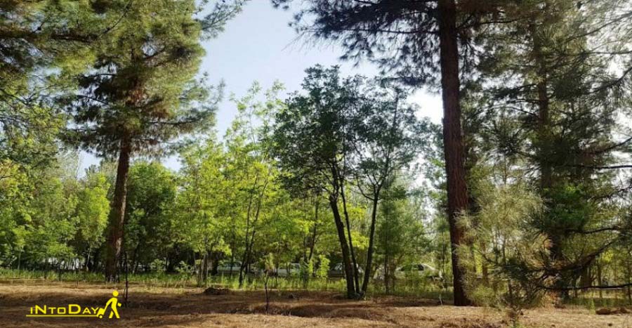 پارک جنگلی باهنر کرمان