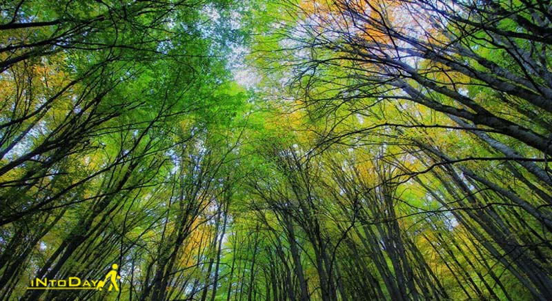 درختان جنگل های هیرکانی ایران 