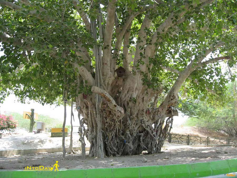 درخت مکرزن یا انجیز معابد در چابهار