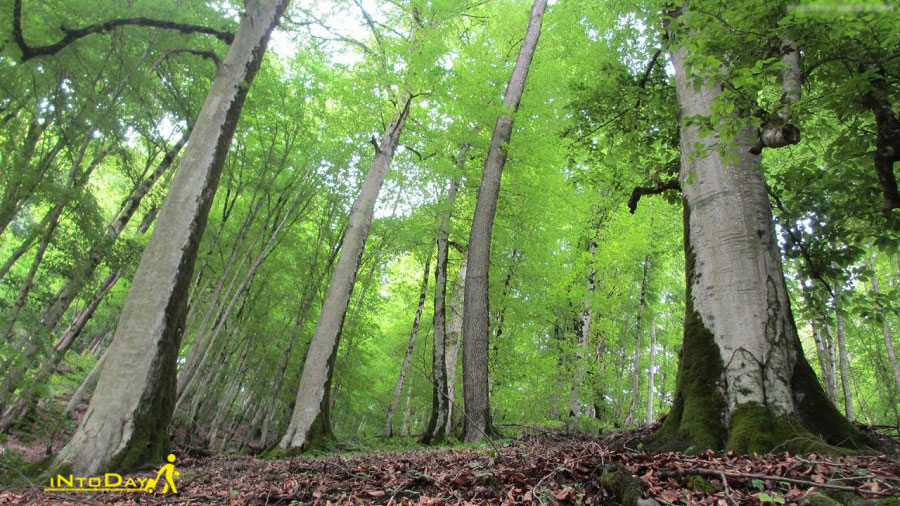 جنگل دوهزار تنکابن