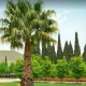 درخت نخل باغ جهان‌نما شیراز