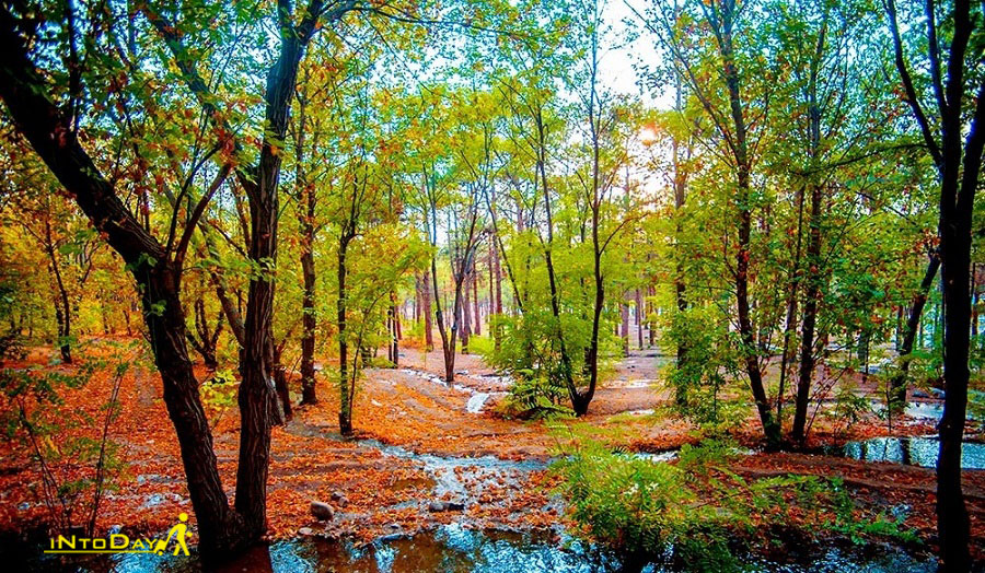 پارک جنگلی چیتگر در پاییز