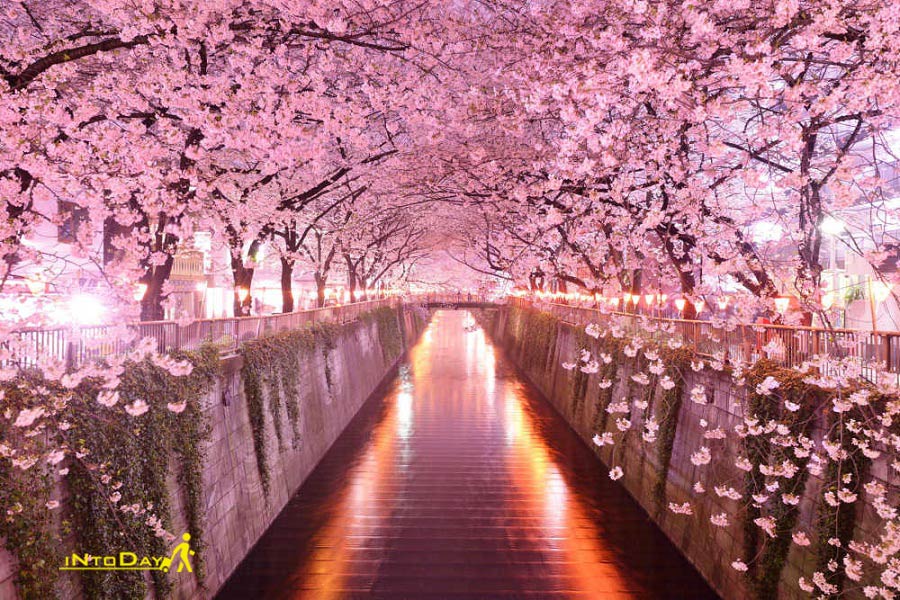 تصاویر فصل بهار در ژاپن