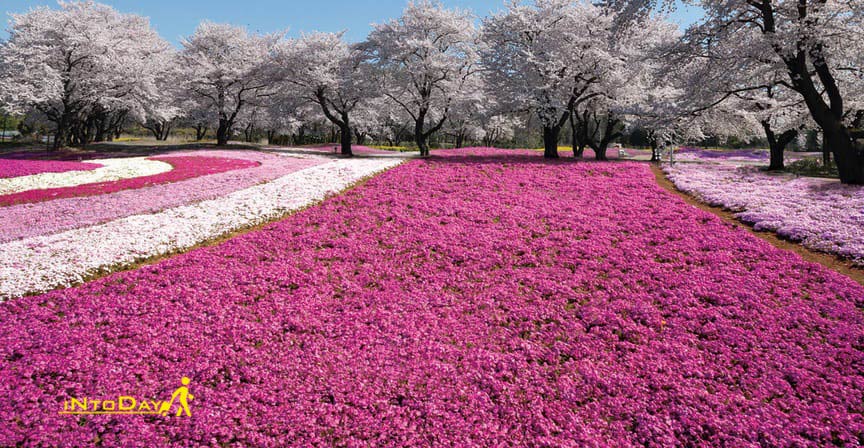 تصاویر فصل بهار در ژاپن