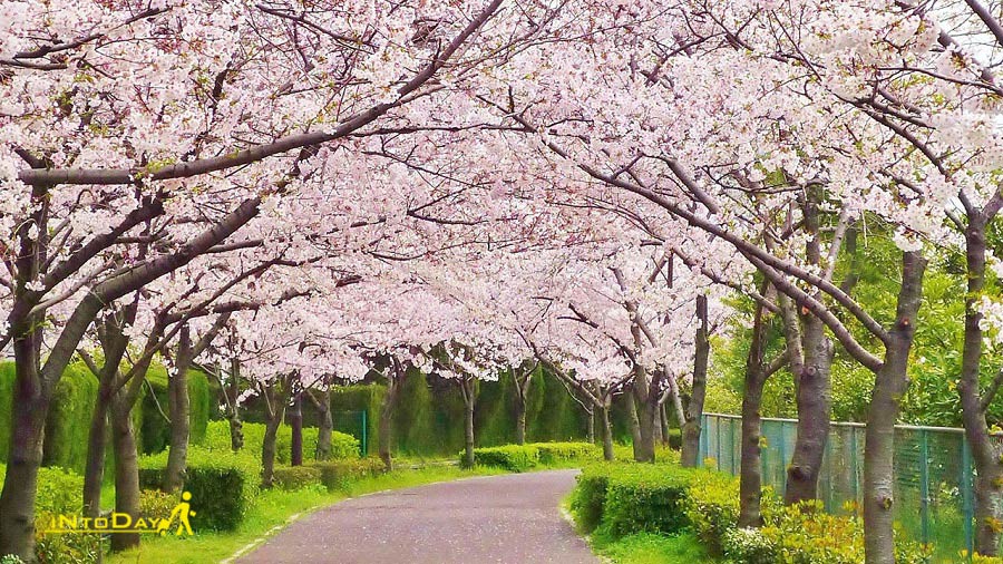 تصاویر فصل بهار یوکوهاما