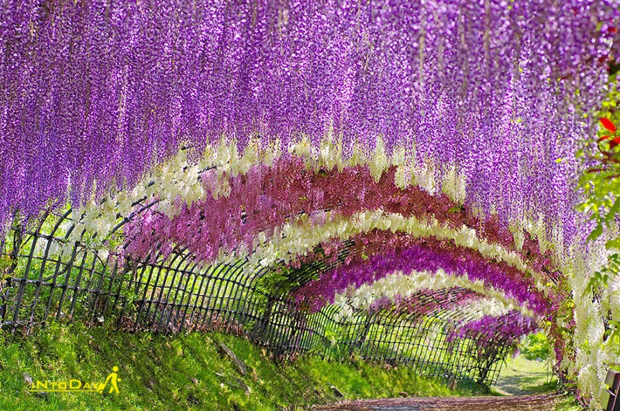 تصاویر فصل بهار یوکوهاما