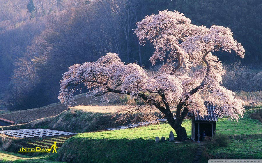 تصاویر فصل بهار هیروشیما