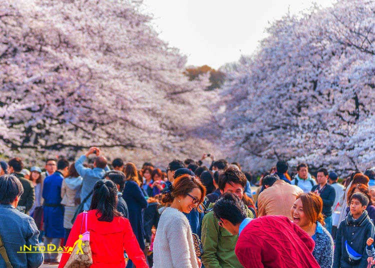 تصاویر فصل بهار در توکیو