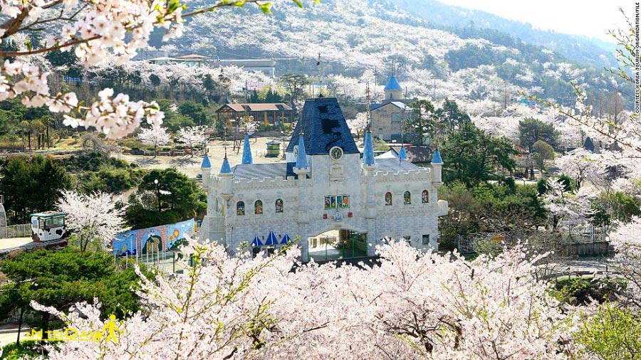تصاویر فصل بهار در کشور کره