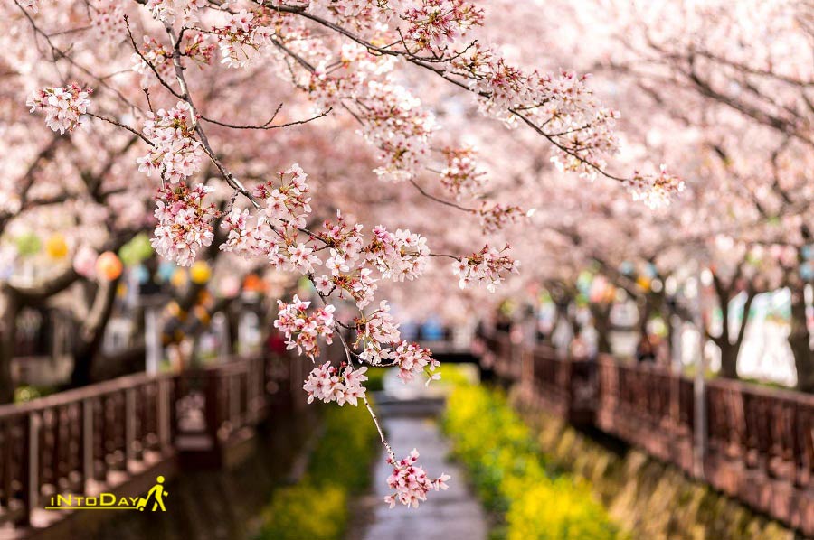 تصاویر فصل بهار در کره جنوبی
