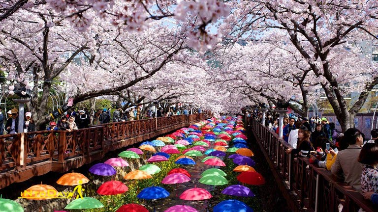 تصاویر فصل بهار در کره جنوبی