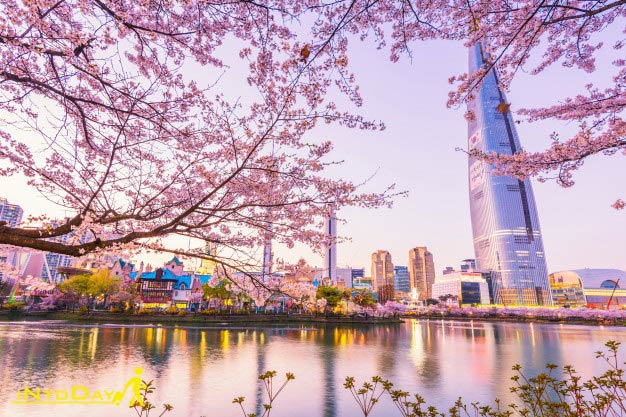 تصاویر فصل بهار در سئول