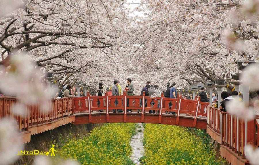 عکس فصل بهار در کره جنوبی