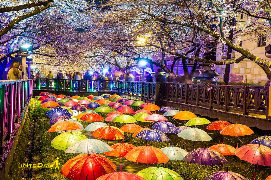 عکس های فصل بهار در کره جنوبی