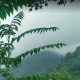 بارش باران در جنگل بند پی نوشهر