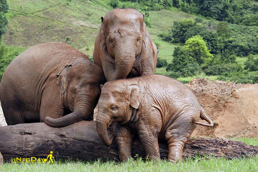پارک طبیعی فیل ها چیانگ مای